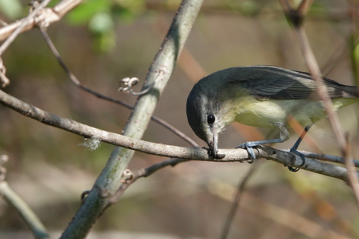 Philadelphia Vireo - ML629373029