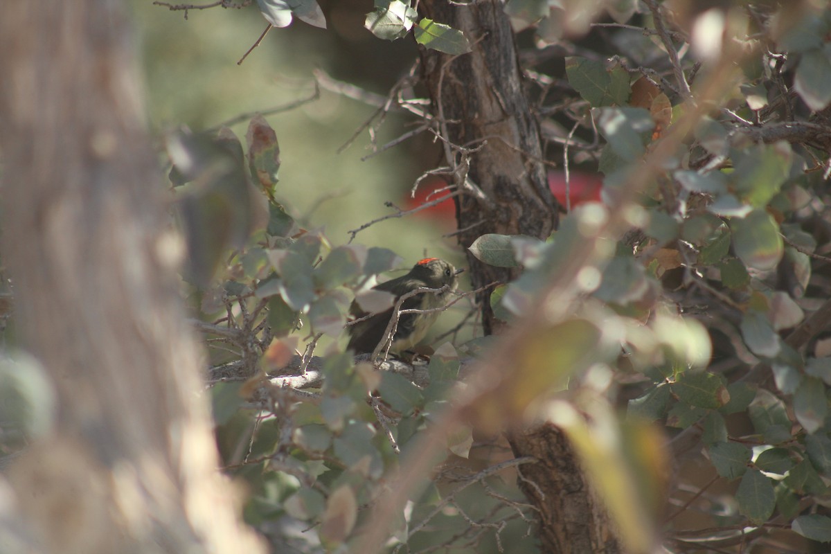 Ruby-crowned Kinglet - ML629373033