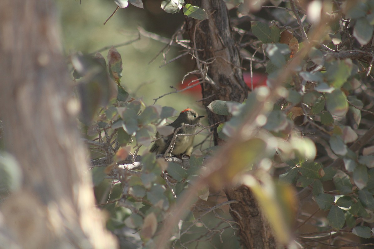 Ruby-crowned Kinglet - ML629373034