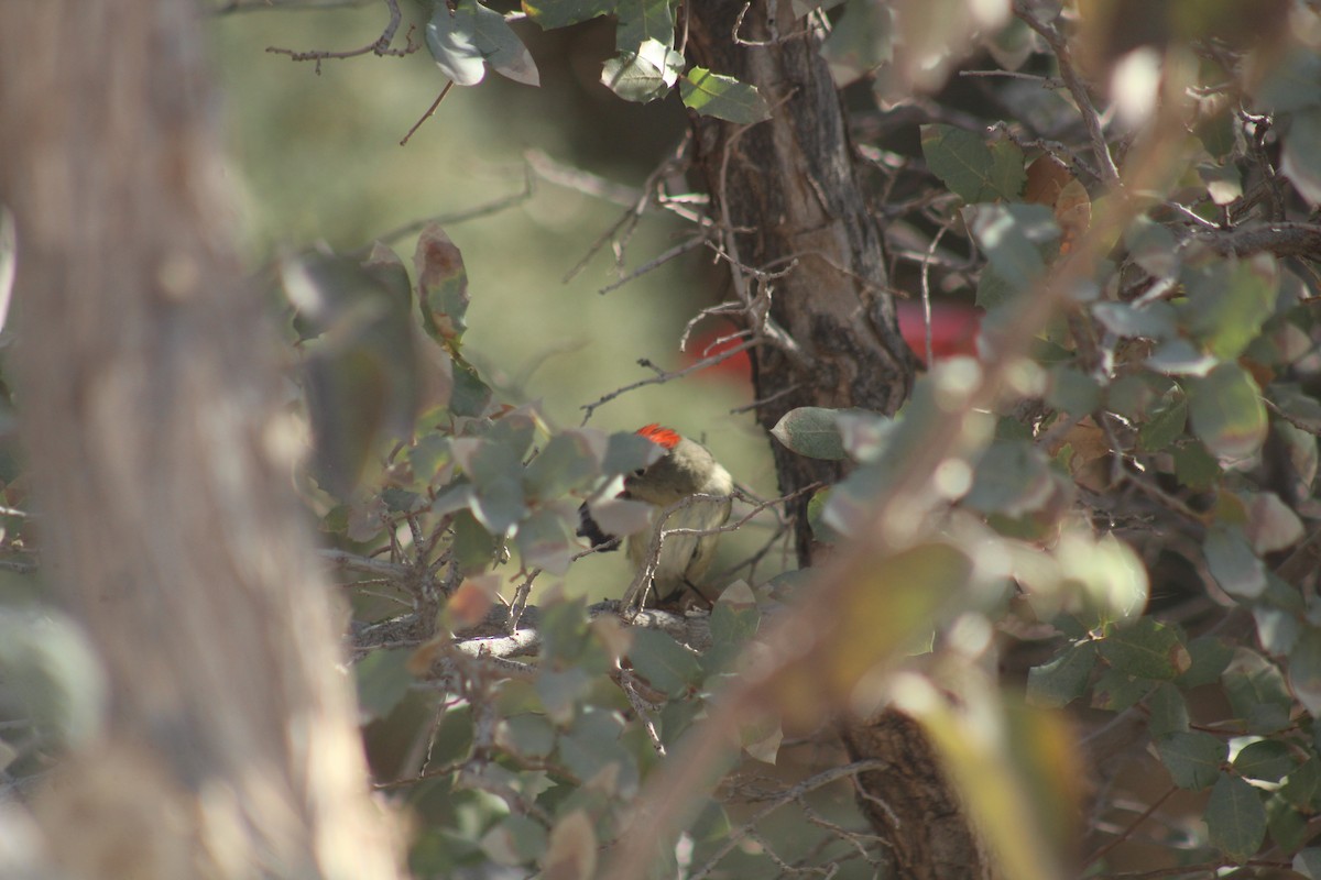 Ruby-crowned Kinglet - ML629373035