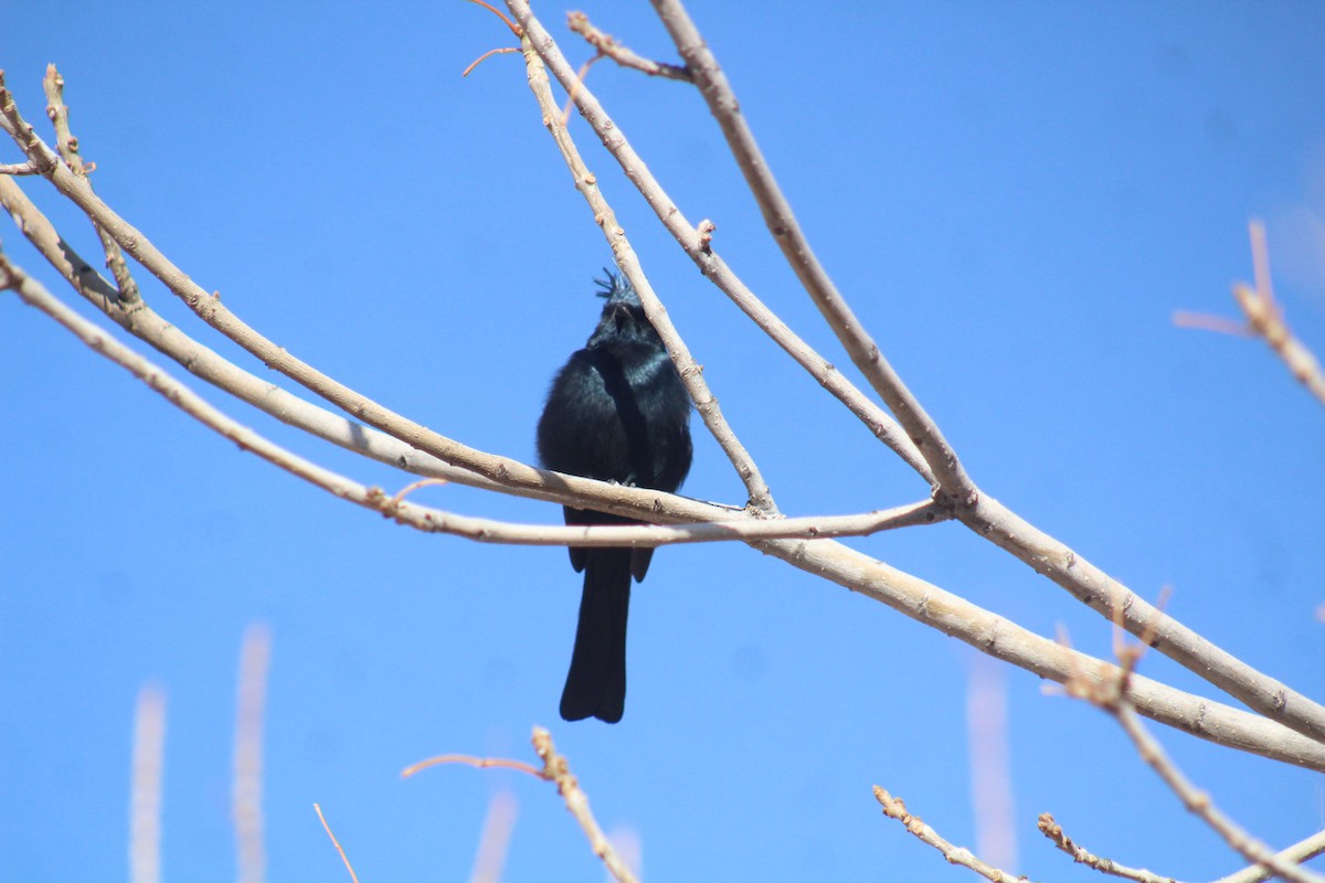 Phainopepla - ML629373289