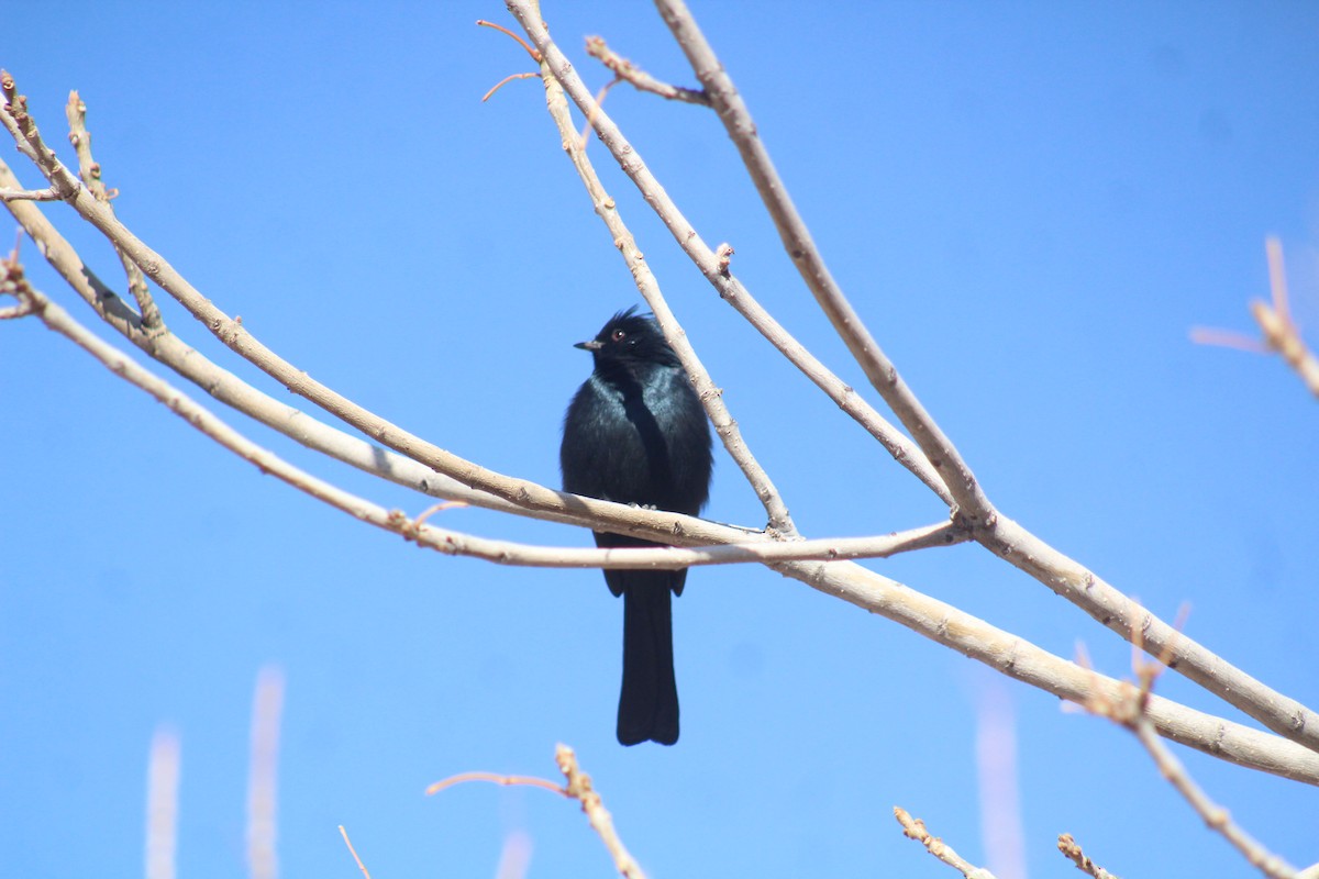 Phainopepla - ML629373292