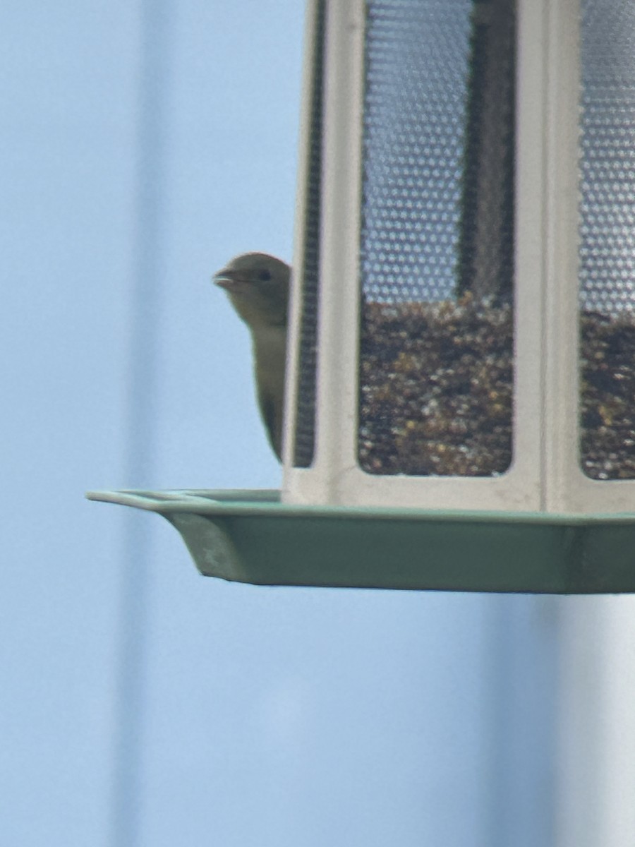 Painted Bunting - ML629373453