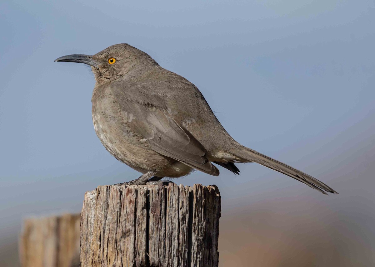 Curve-billed Thrasher - ML629373589