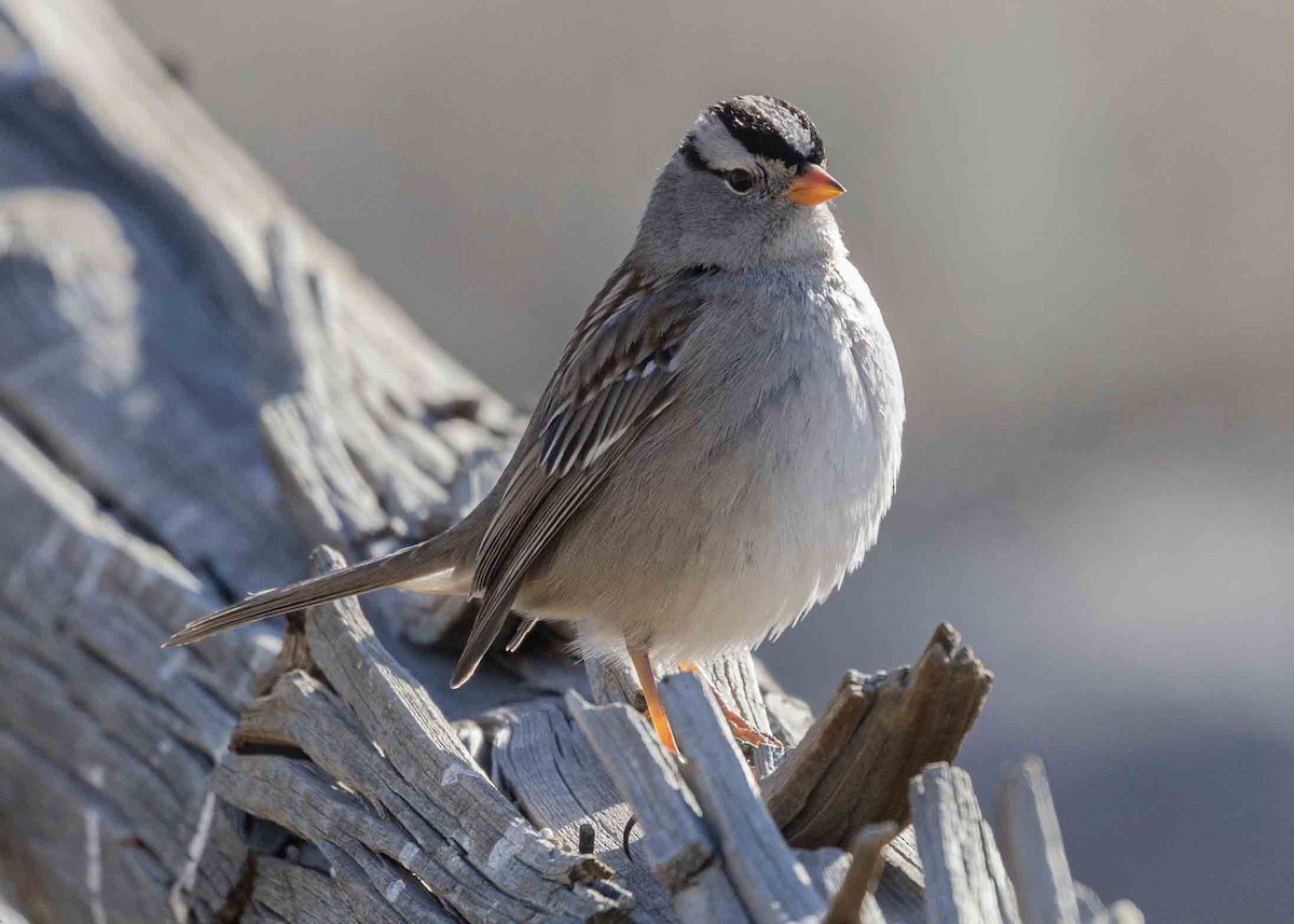 White-crowned Sparrow - ML629373613