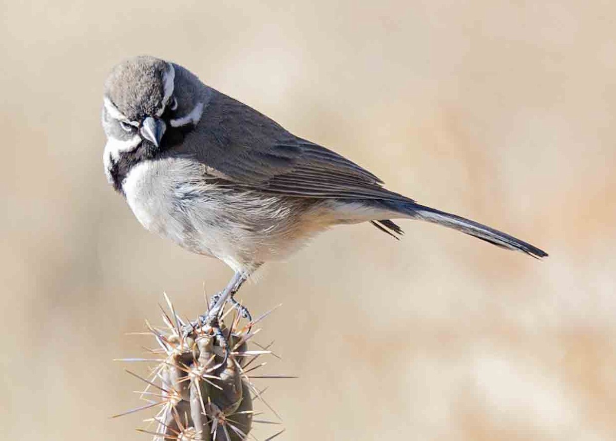 Black-throated Sparrow - ML629373629