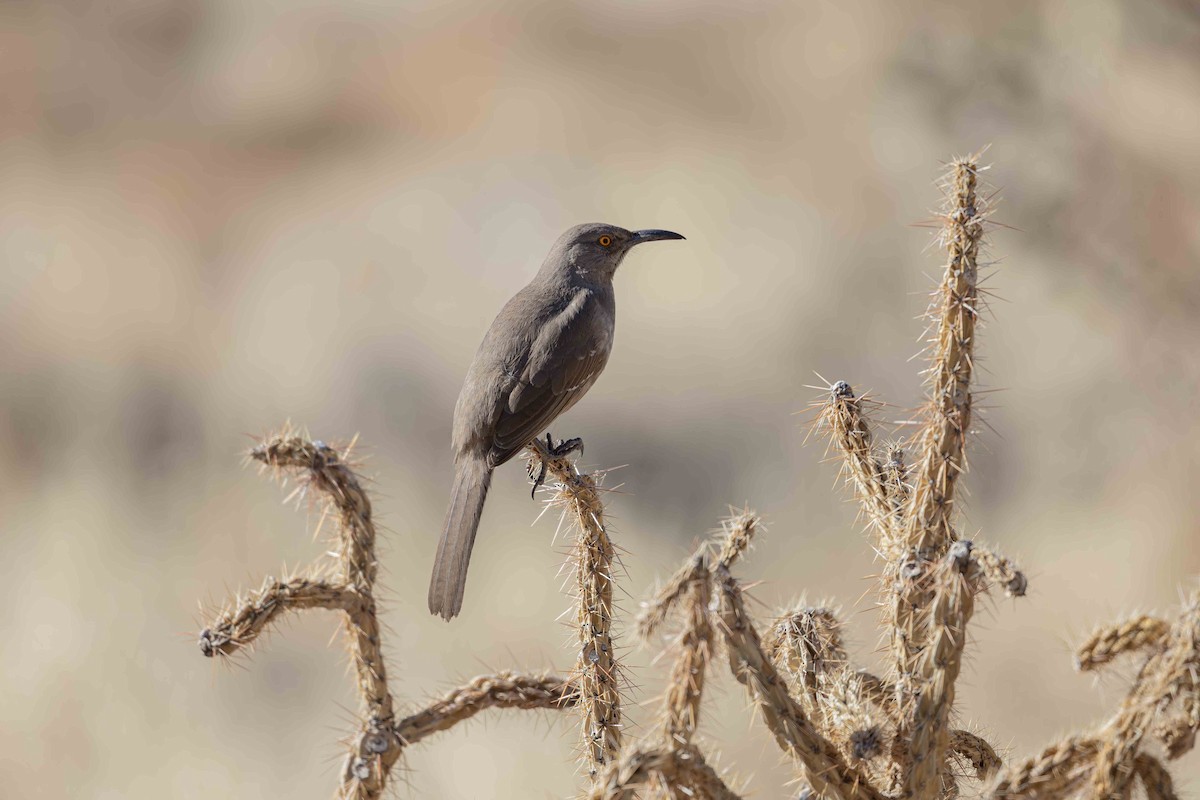 Curve-billed Thrasher - ML629373635