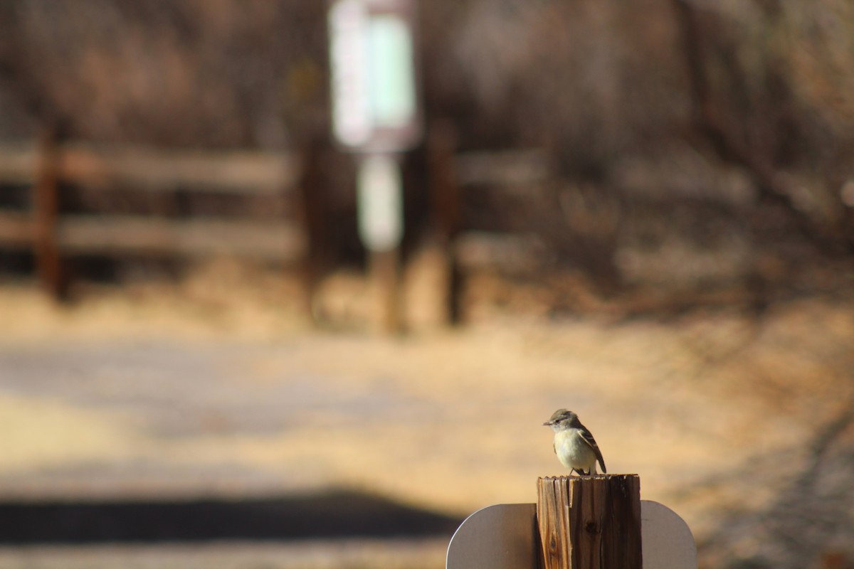 Dusky Flycatcher - ML629373853