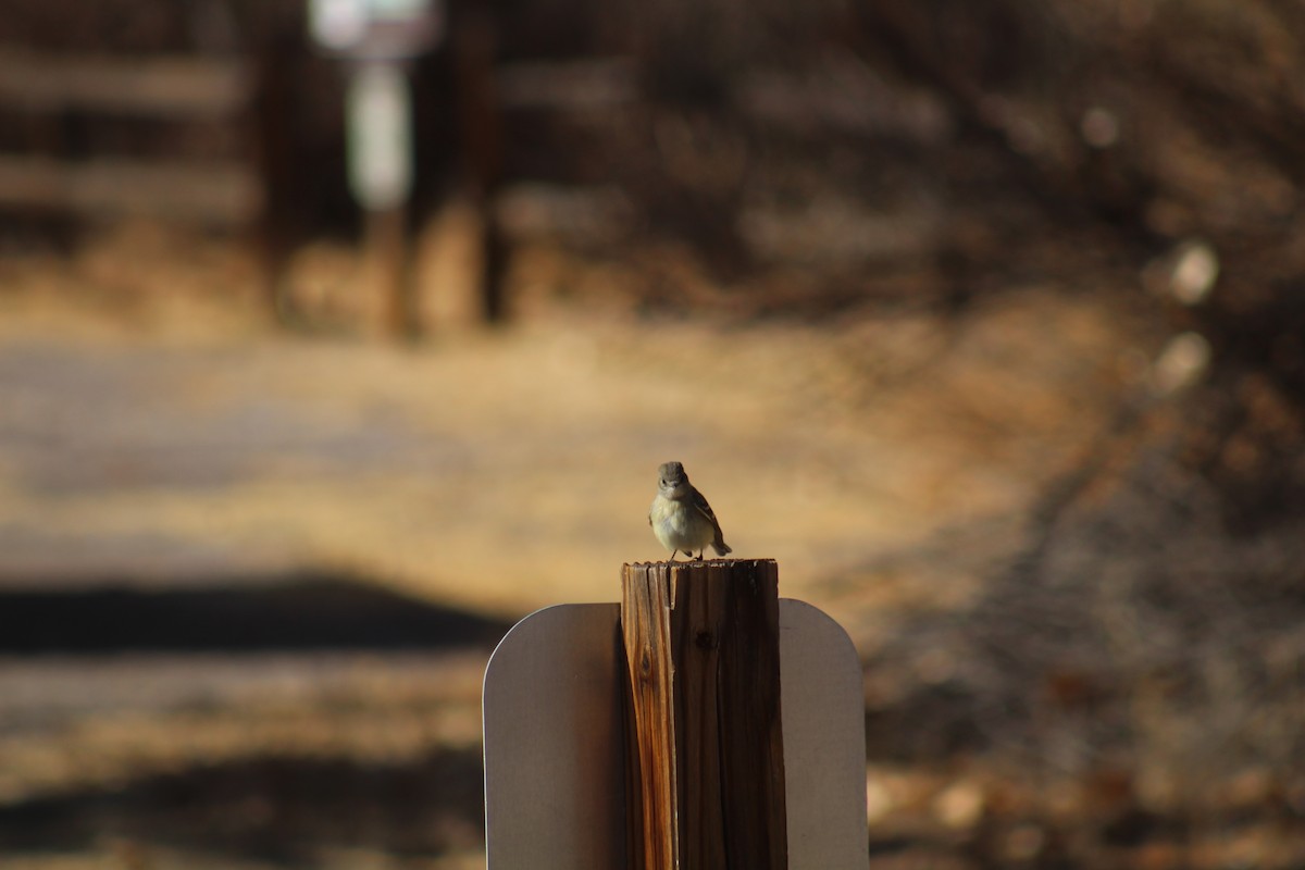 Dusky Flycatcher - ML629373882