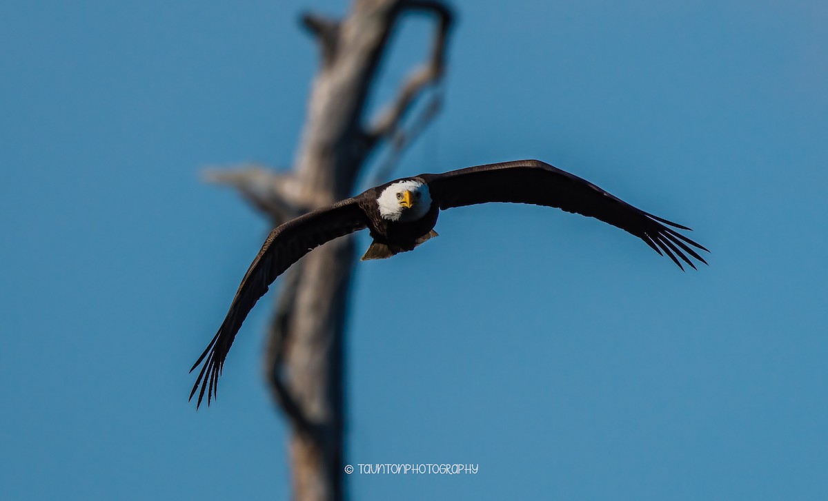 עיטם לבן-ראש - ML629373957