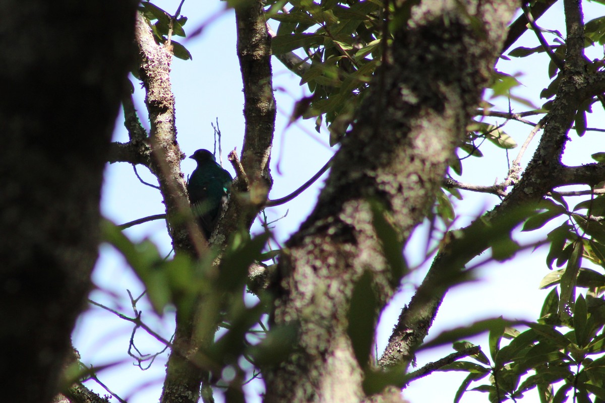 Eared Quetzal - ML629374059