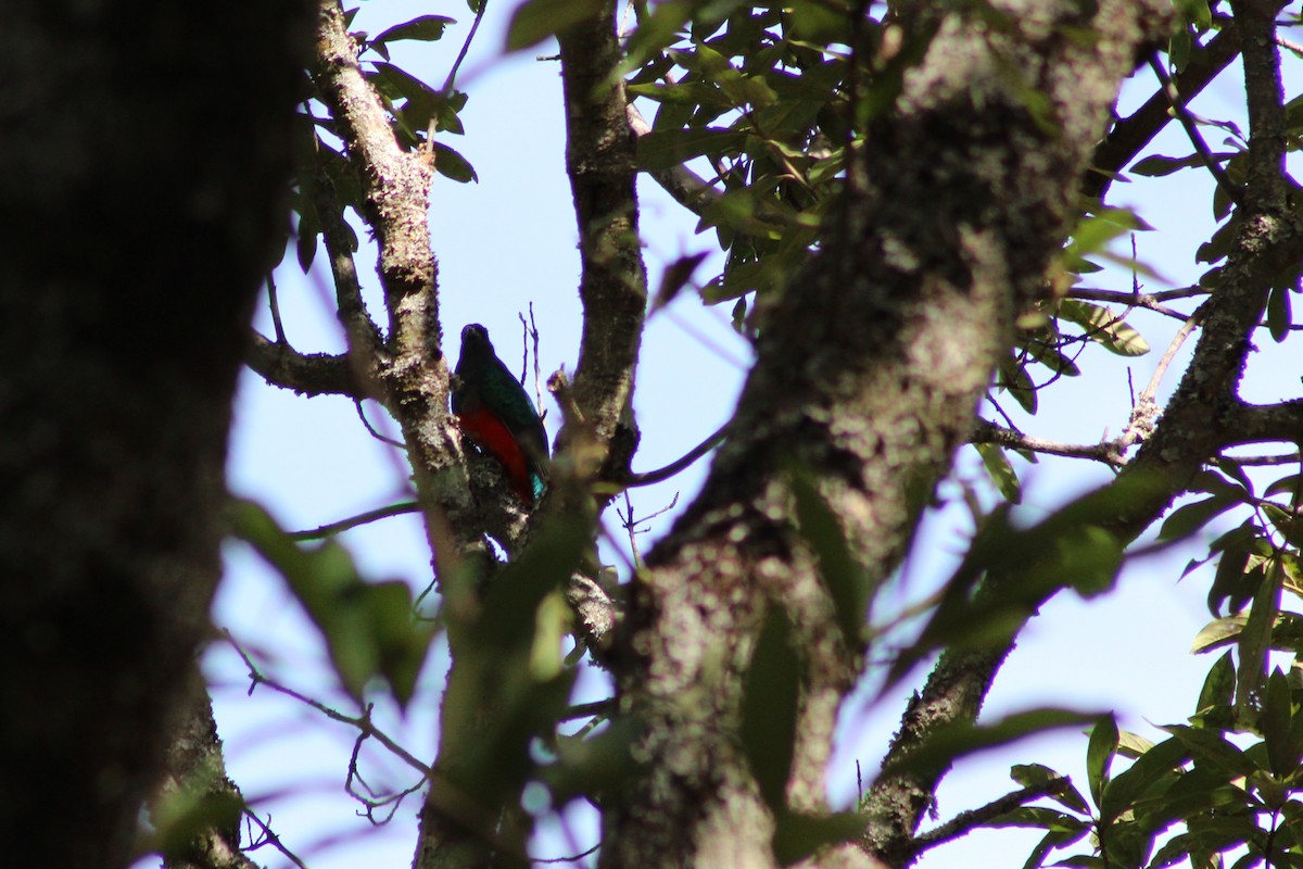 Eared Quetzal - ML629374061