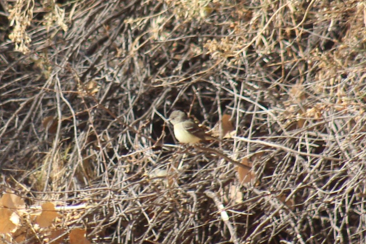 Dusky Flycatcher - ML629374065