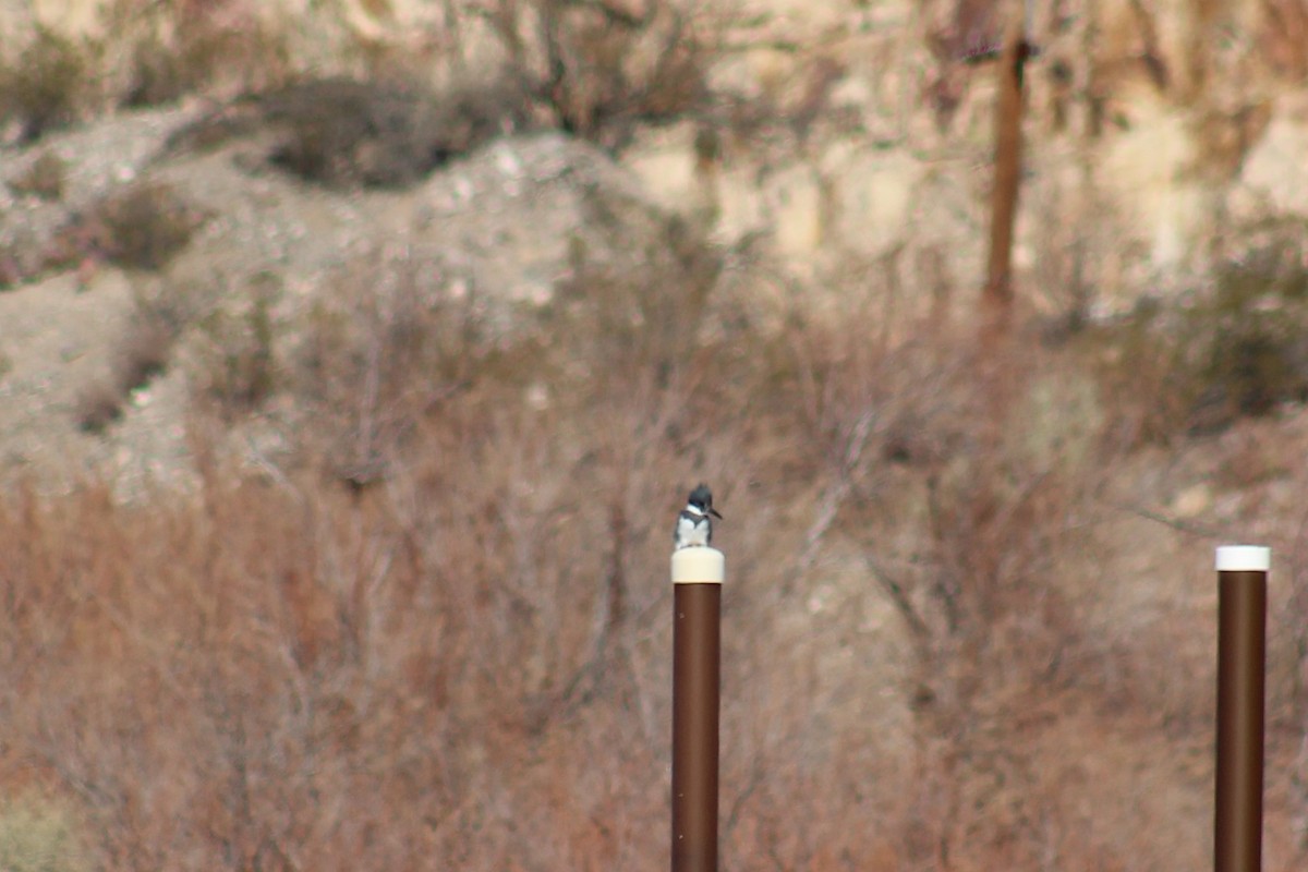 Belted Kingfisher - ML629374121