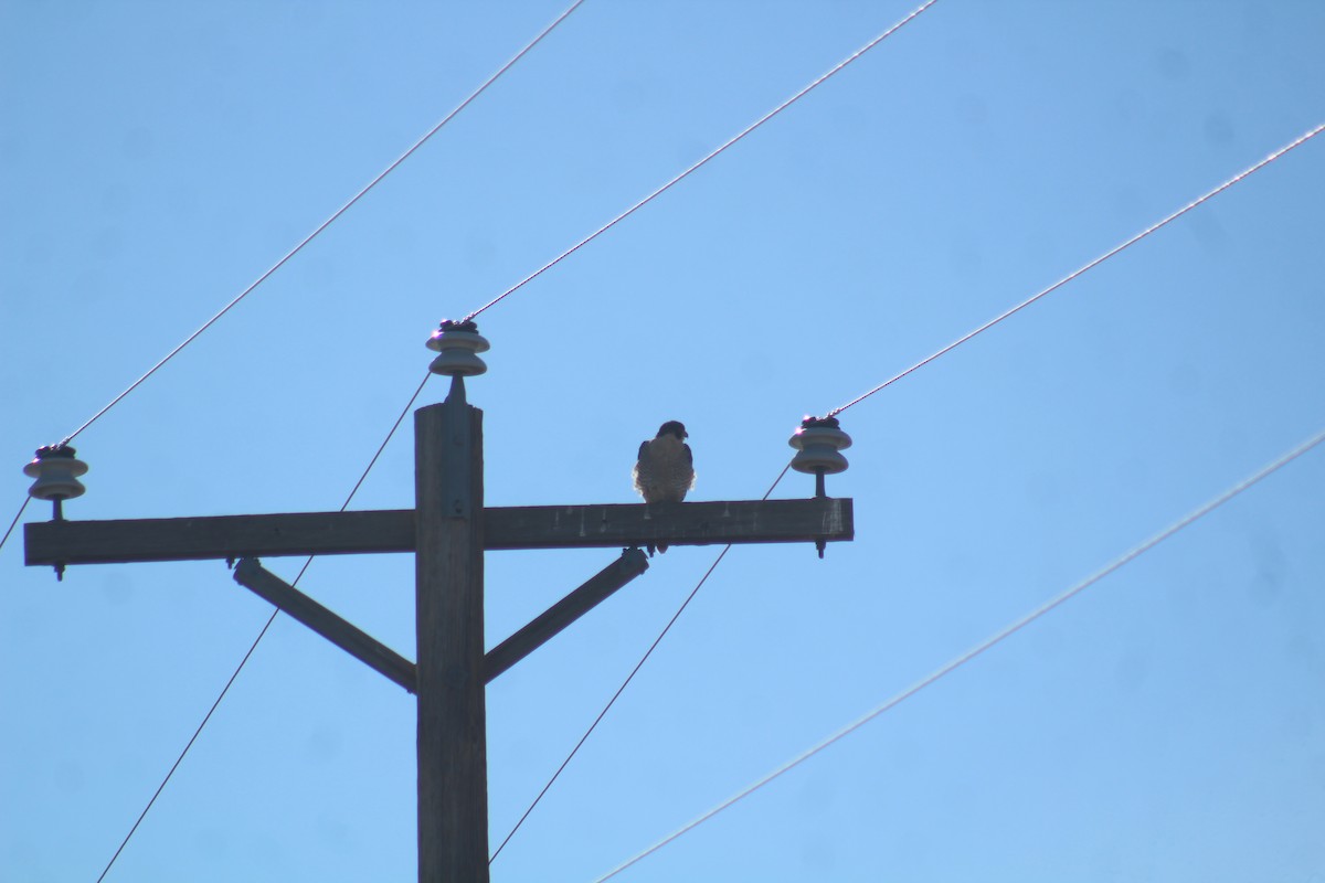 Peregrine Falcon - ML629374304