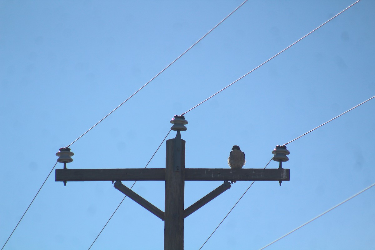 Peregrine Falcon - ML629374305