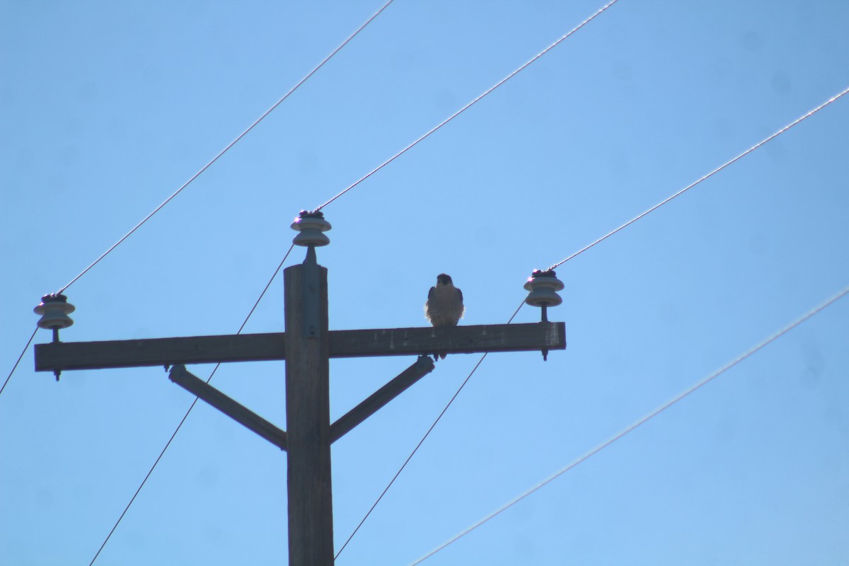 Peregrine Falcon - ML629374306