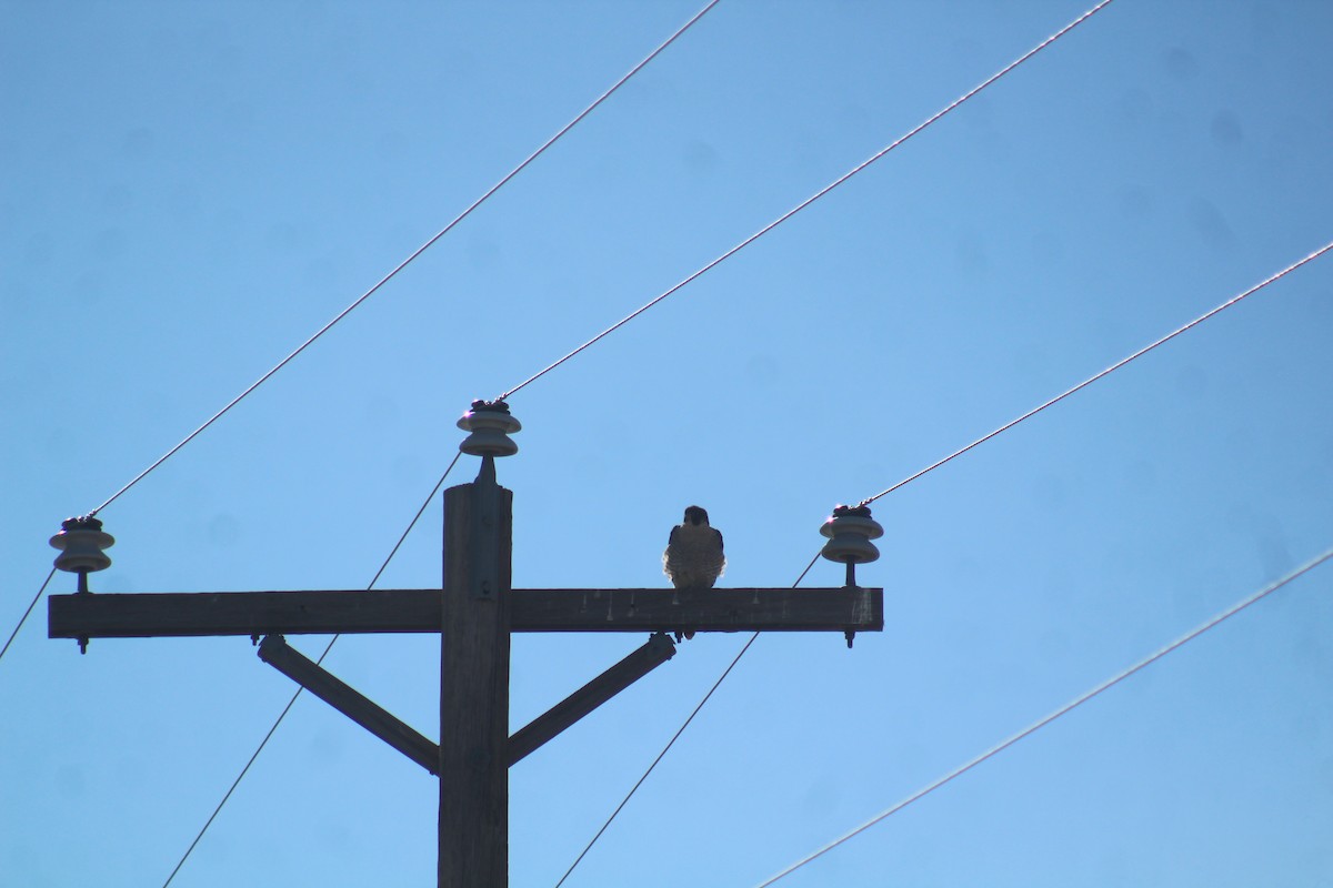 Peregrine Falcon - ML629374307