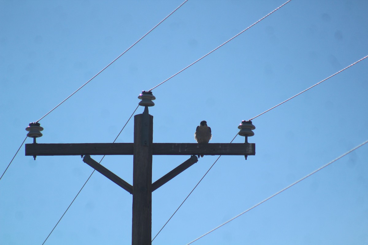 Peregrine Falcon - ML629374308