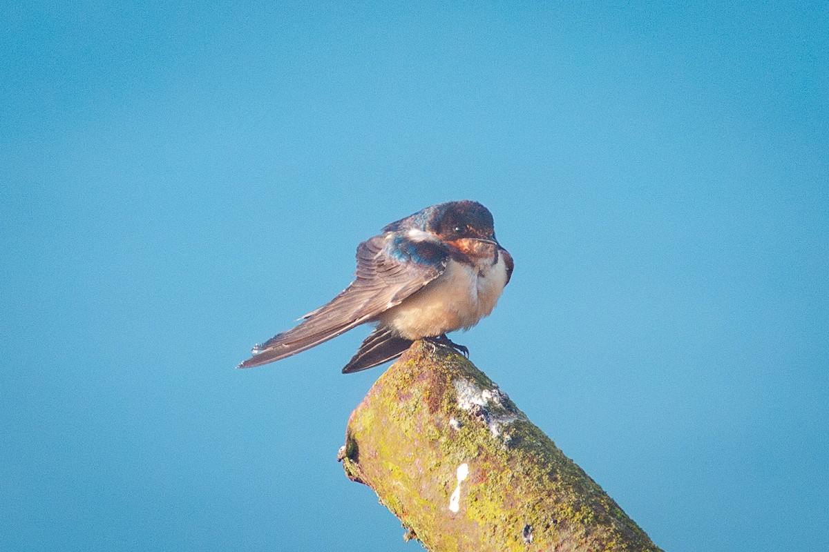 Barn Swallow - Lee Jaszlics