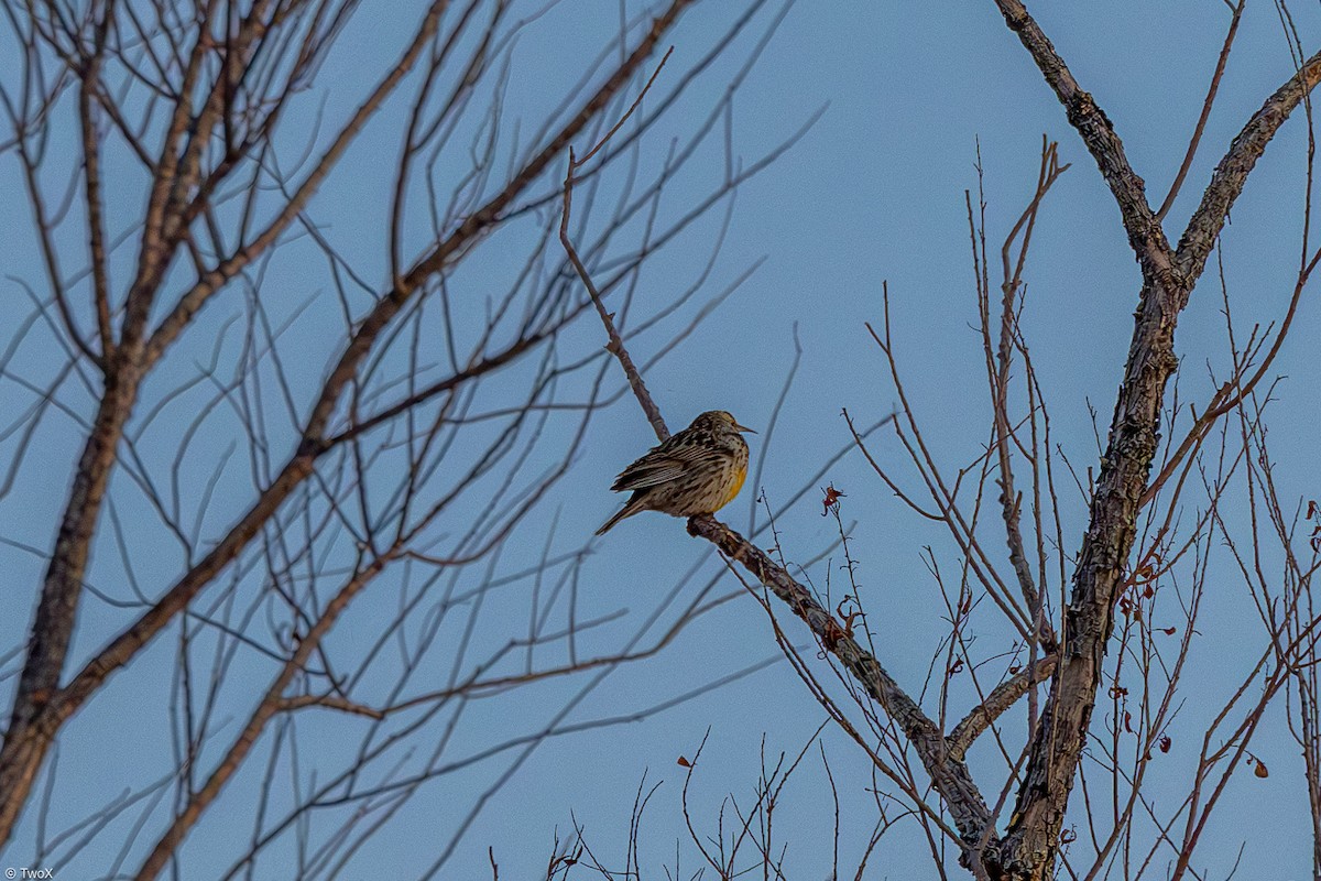 Western Meadowlark - ML629374573
