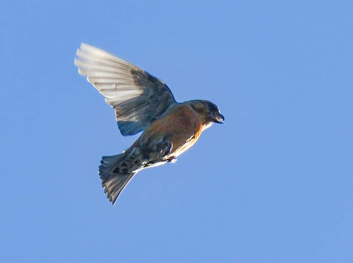 イスカ - ML629375121