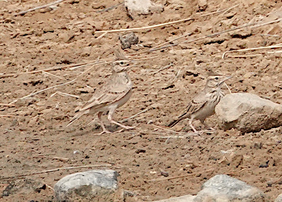 Crested Lark - ML629375254
