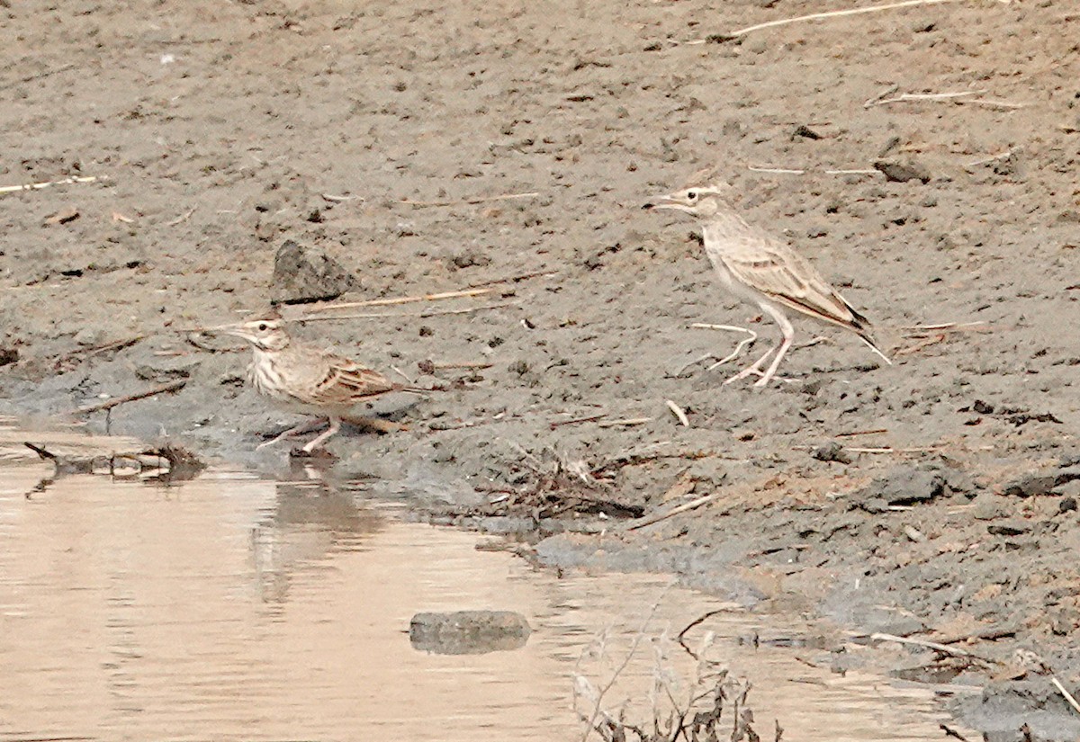 Crested Lark - ML629375255