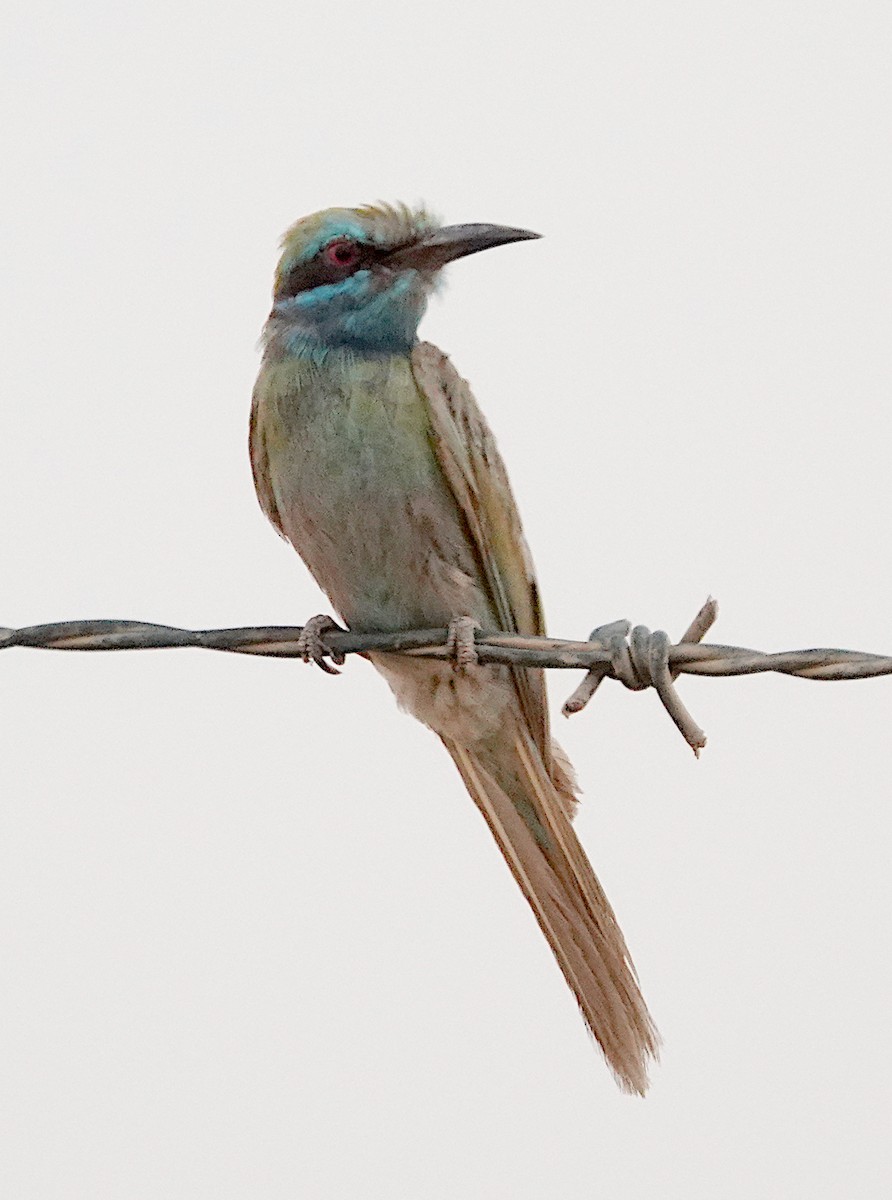 Arabian Green Bee-eater - ML629375294