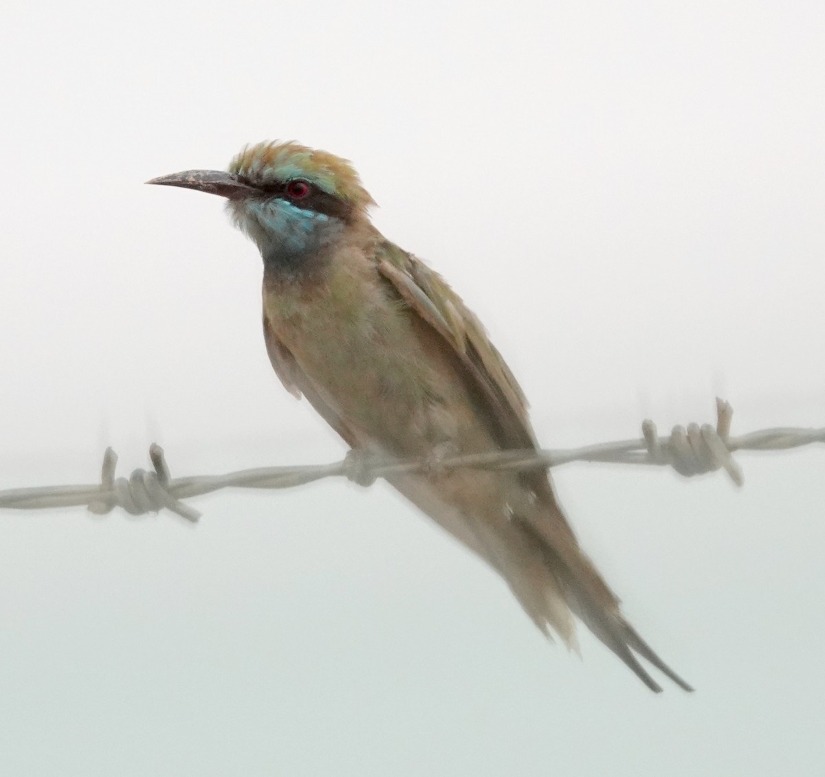 Arabian Green Bee-eater - ML629375295