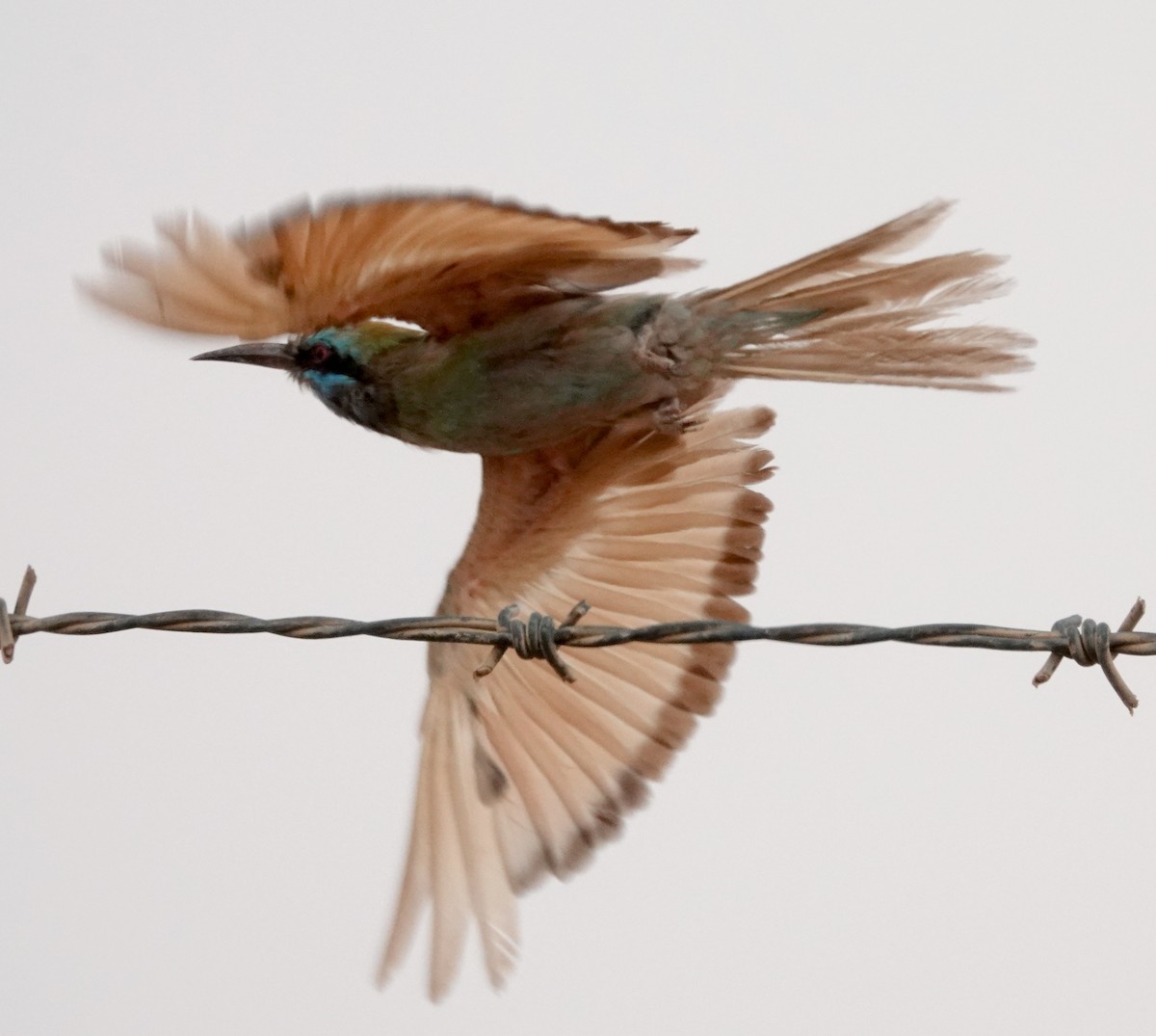 Arabian Green Bee-eater - ML629375296