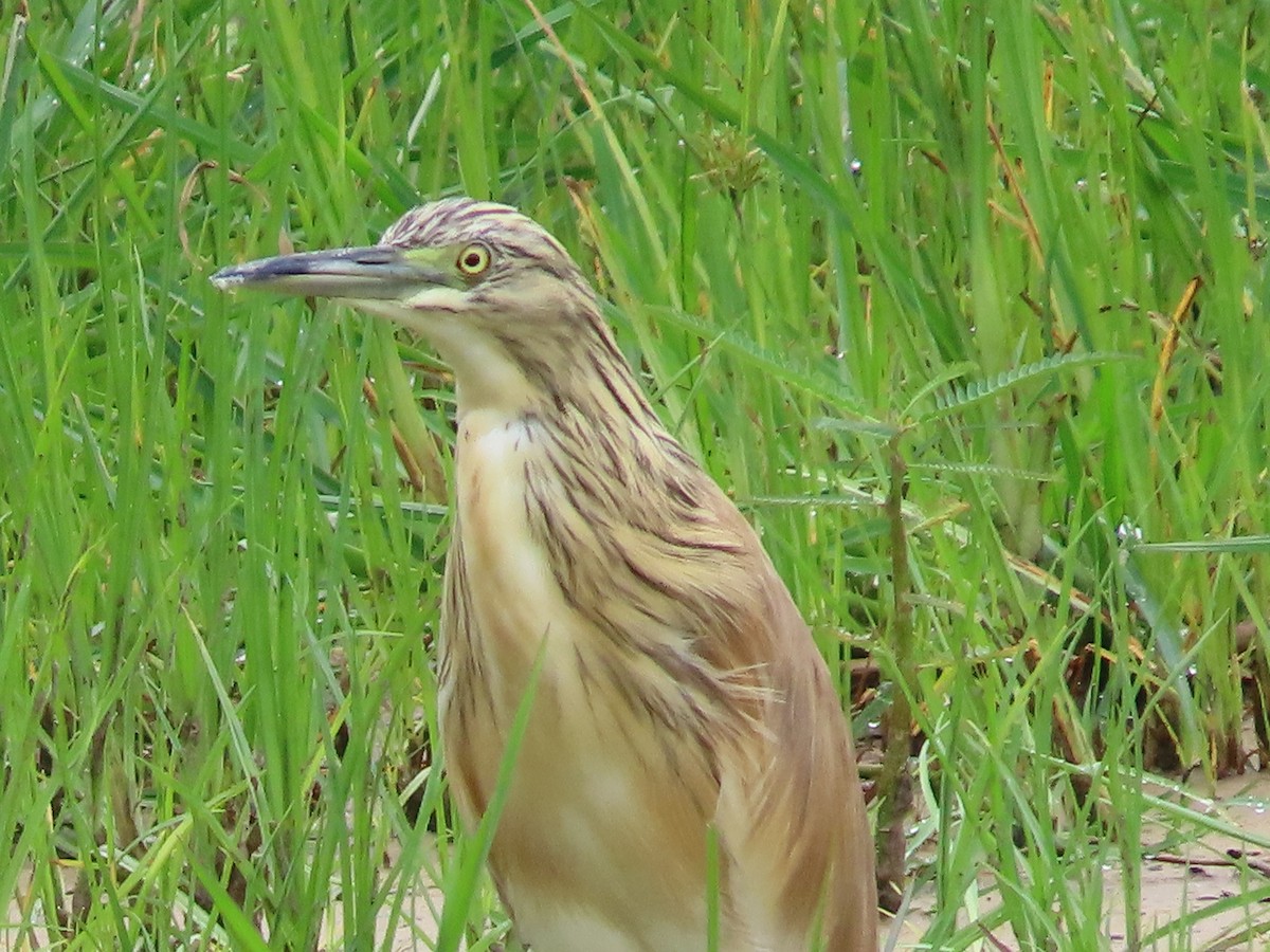 Squacco Heron - ML629375298