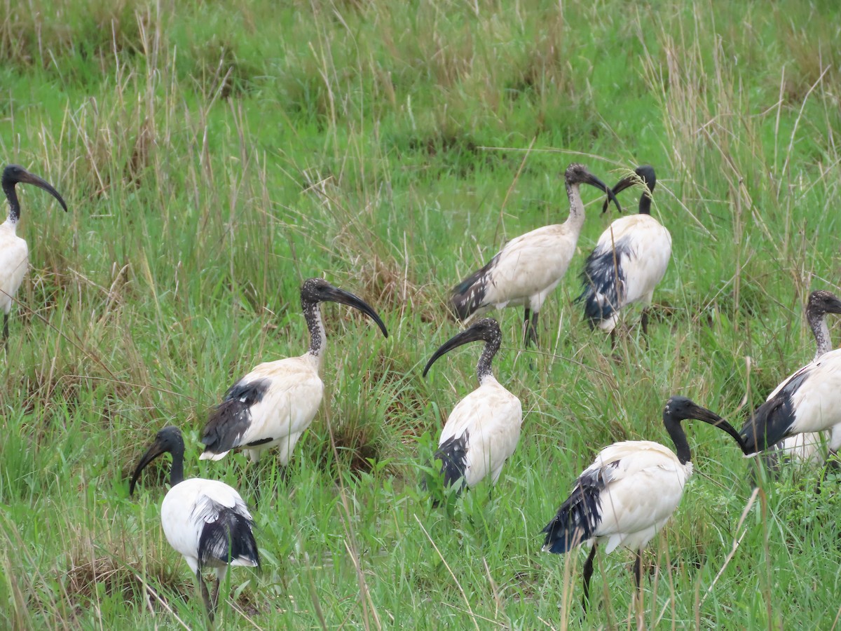 African Sacred Ibis - ML629375310