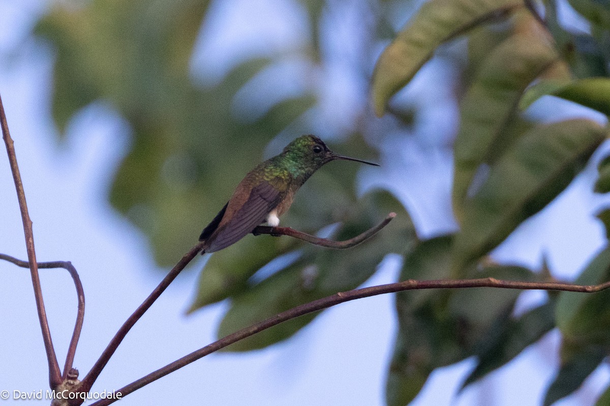 Copper-tailed Hummingbird - ML629375318