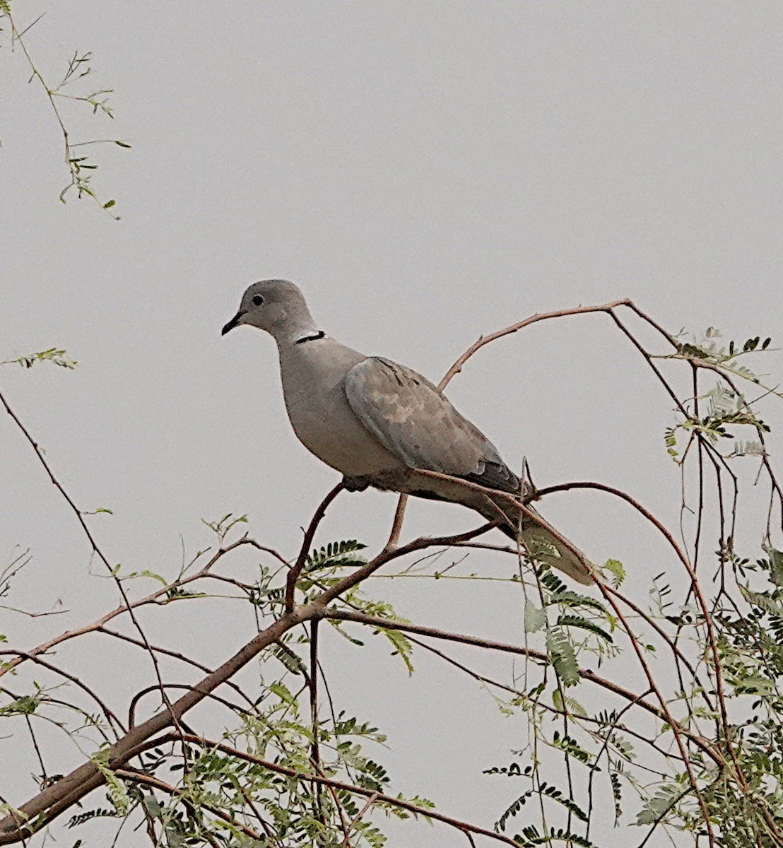 Eurasian Collared-Dove - ML629375347