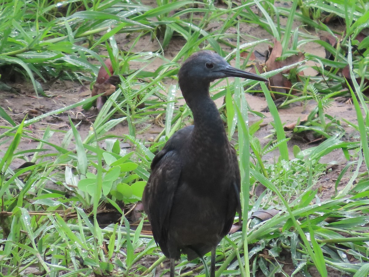 Black Heron - ML629375351