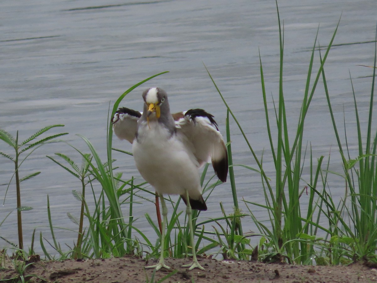 White-crowned Lapwing - ML629375362