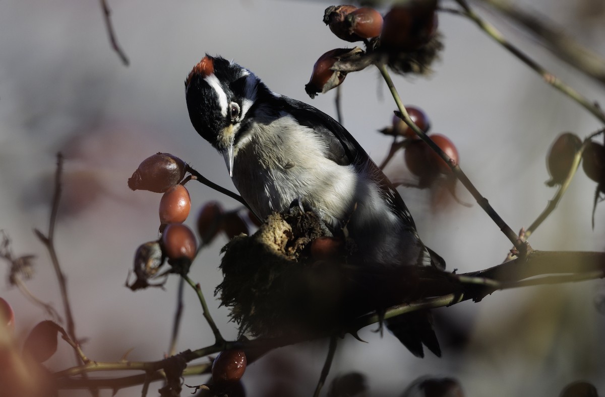 Downy Woodpecker - ML629375614