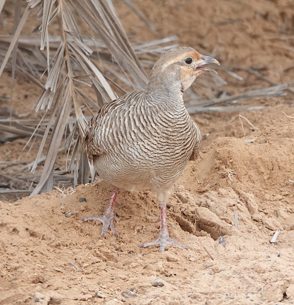 Gray Francolin - ML629375686