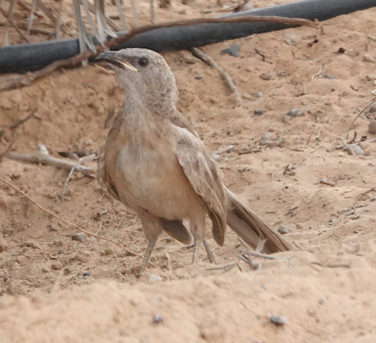 Arabian Babbler - ML629375697