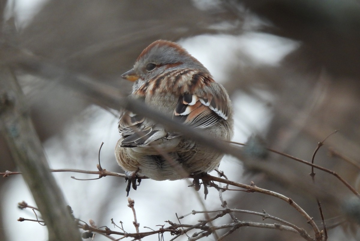strnádka pokřovní - ML629375718