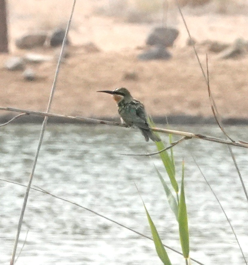 Blue-cheeked Bee-eater - ML629375860
