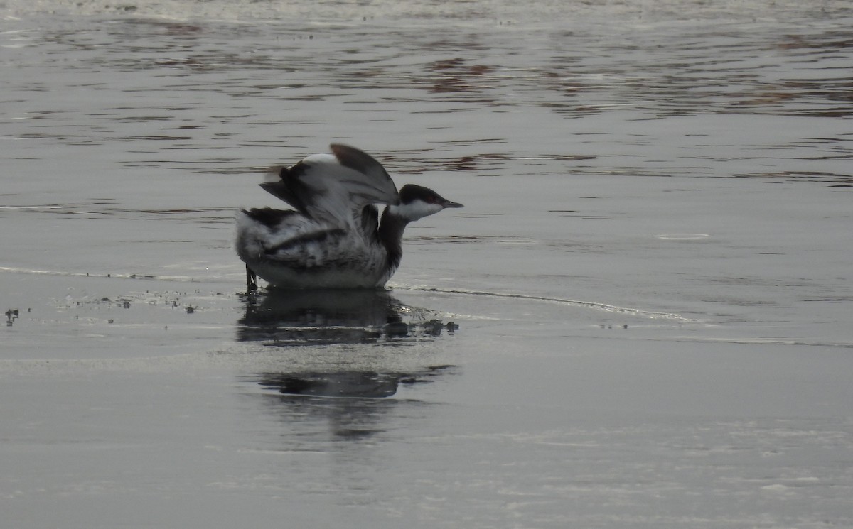 potápka žlutorohá - ML629375909