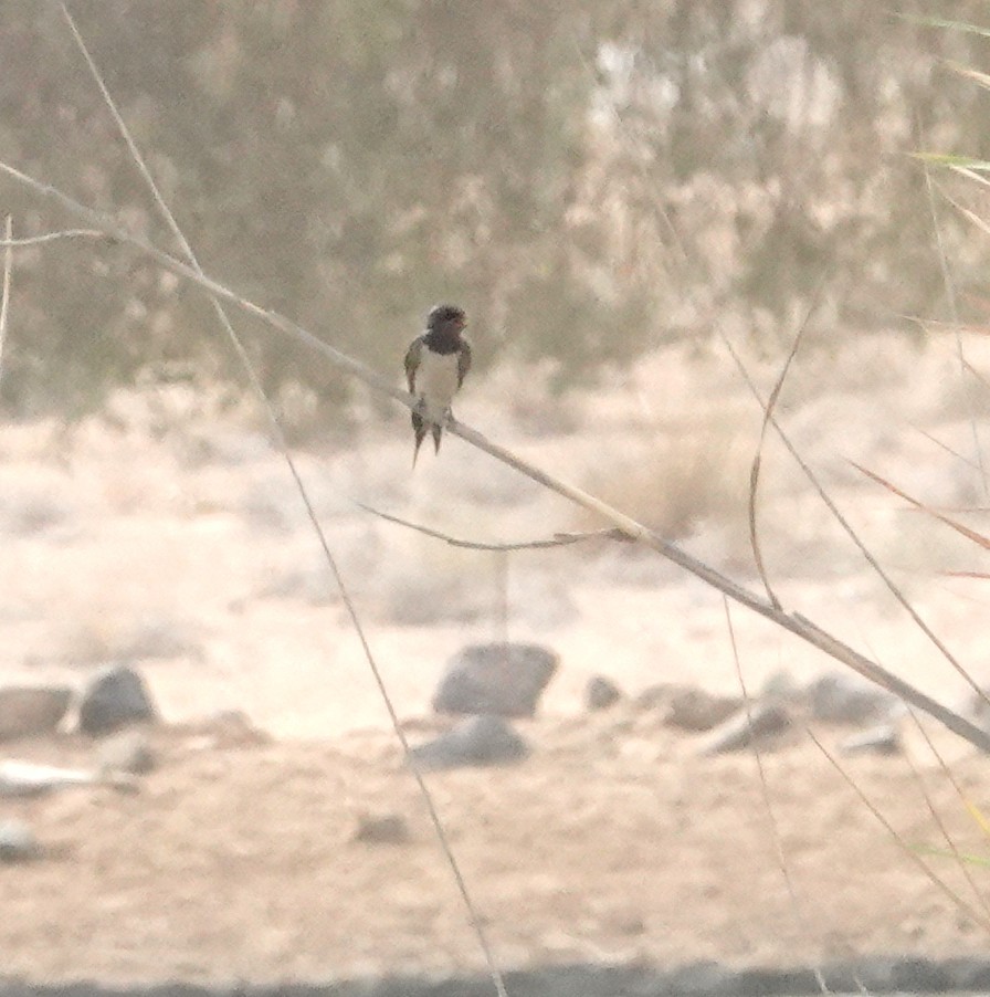 Barn Swallow - ML629375915