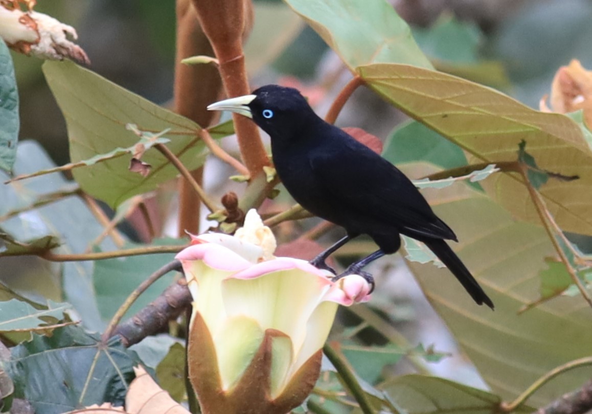 Yellow-billed Cacique - ML629376254