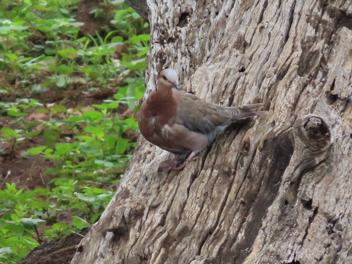 Red-eyed Dove - ML629376279