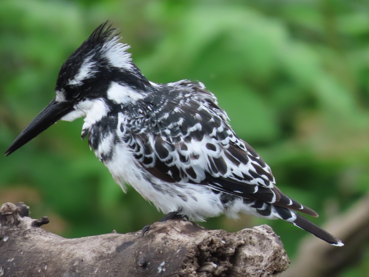Pied Kingfisher - ML629376283