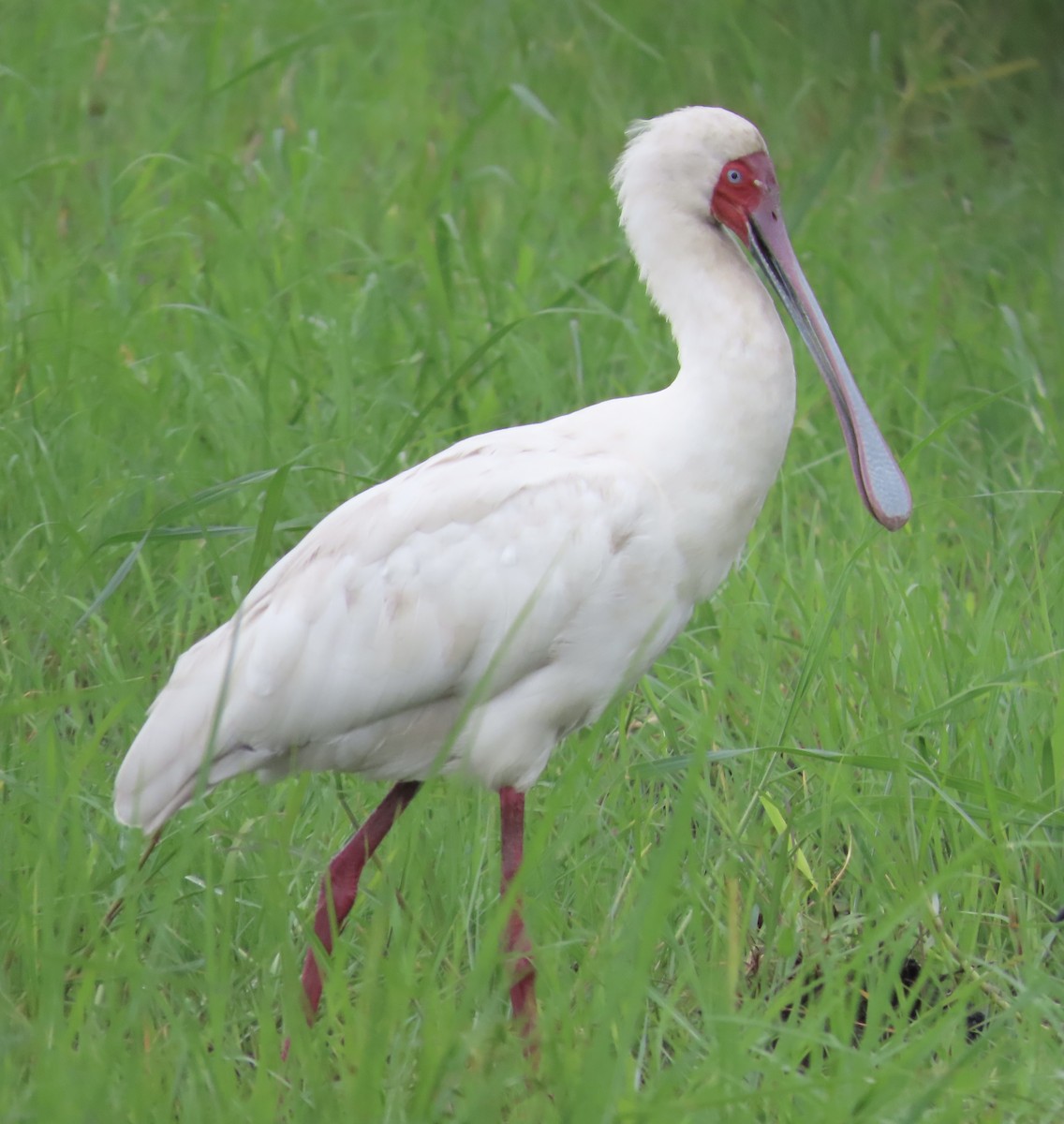 African Spoonbill - ML629376295