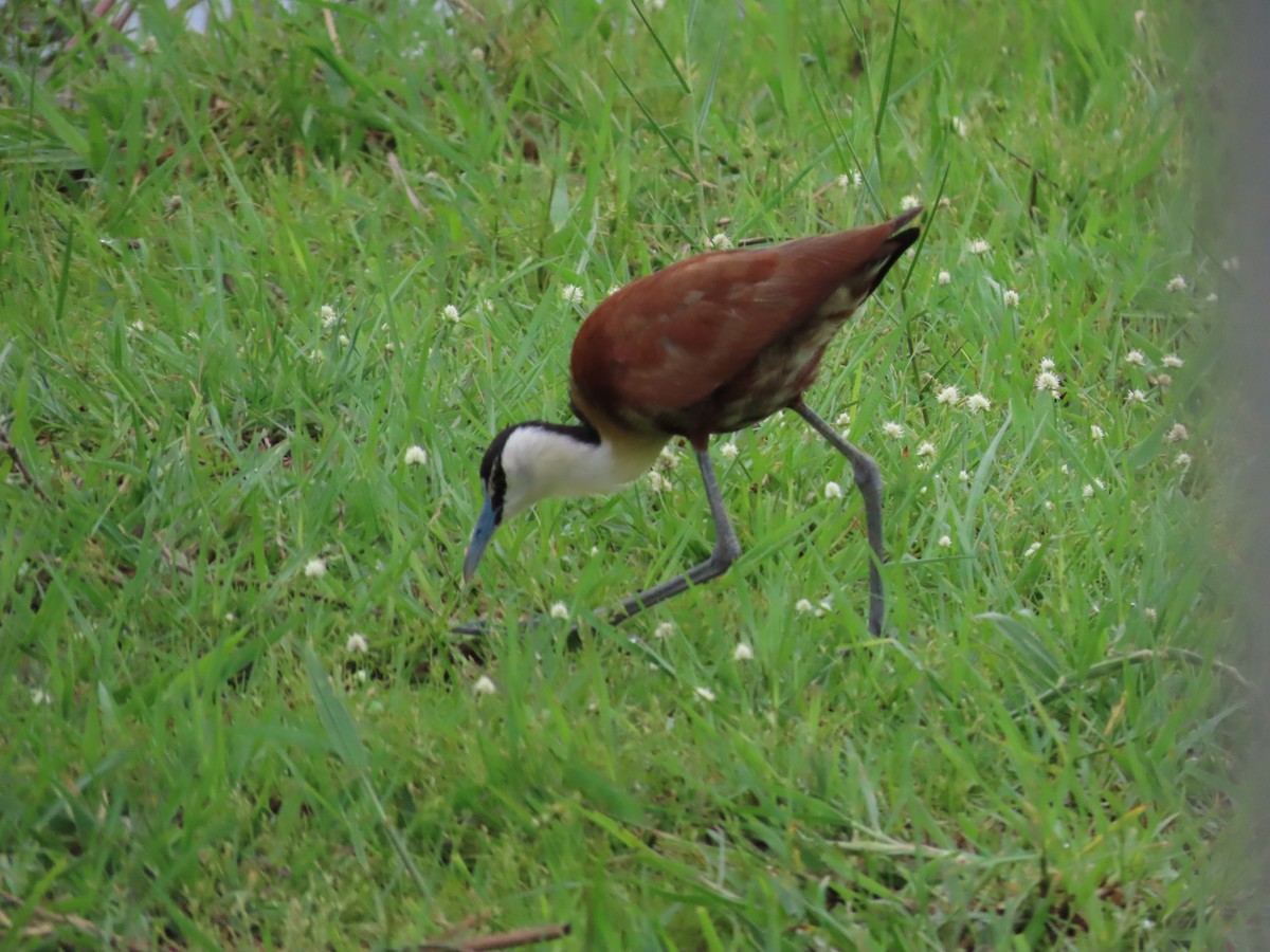 African Jacana - ML629376299
