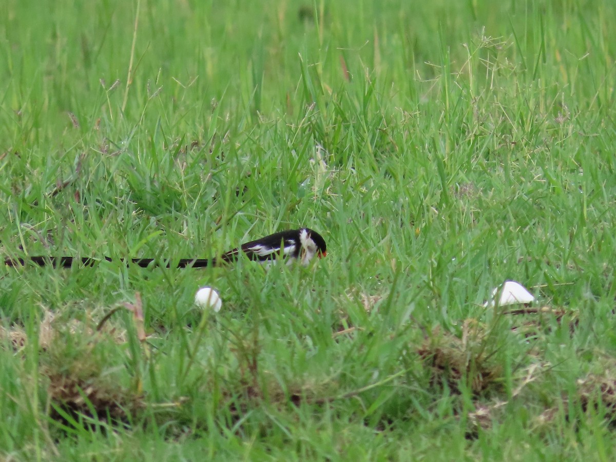 Pin-tailed Whydah - ML629376312